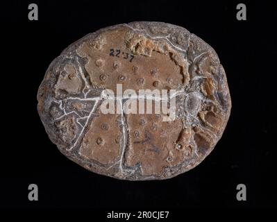 Fossil Echinoid, Echinocorys Scutata. In Feuerstein aus der oberen Kreide, Gravesend, Großbritannien. Naturwissenschaftssammlung - Paläontologie Stockfoto