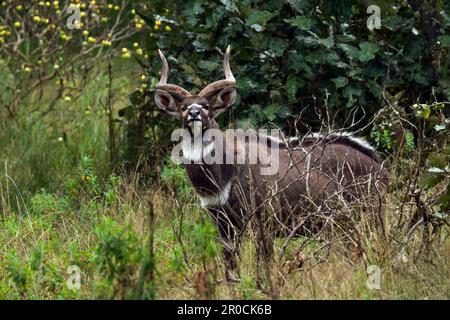 Männliche Bergnyala (Tragelaphus buxtoni) in Gaysay Grasslands, Bale Mountains National Park, Oromia, Äthiopien. Stockfoto