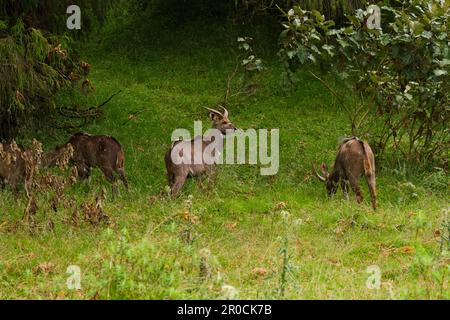 Männliche Bergnyala (Tragelaphus buxtoni) in Gaysay Grasslands, Bale Mountains National Park, Oromia, Äthiopien. Stockfoto