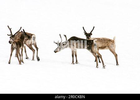 Rentiere, Karibus (Rangifer tarandus), Herde, die über ein Schneefeld in Norwegen läuft, fotografiert im Juli Stockfoto