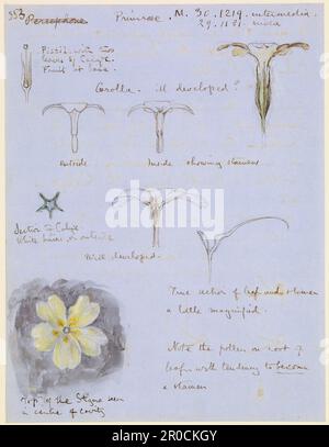 Acht Studien einer Primrose/Botanical Notes and Diagrams, 1879. Von John Ruskin Stockfoto