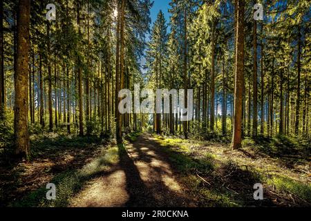 Ein frischer Pfad, der sich durch einen üppigen Wald mit hohen Bäumen schlängelt, der perfekte Ort für einen friedlichen Spaziergang Stockfoto