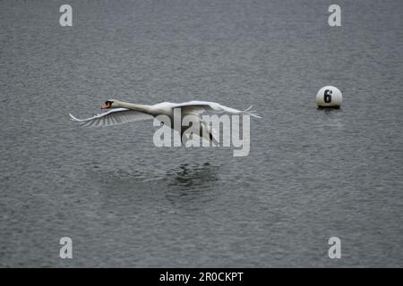 Stummer Schwan (Cygnus olor), der in der Nähe der Wasseroberfläche am Furzton Lake, Milton Keynes, fliegt. Stockfoto