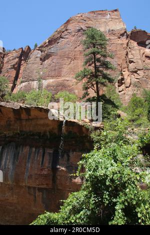 Zion National Park ist ein amerikanischer Nationalpark im Südwesten von Utah in der Nähe der Stadt Springdale. Stockfoto