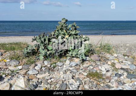 Grünkohl am Strand der Ostsee Stockfoto