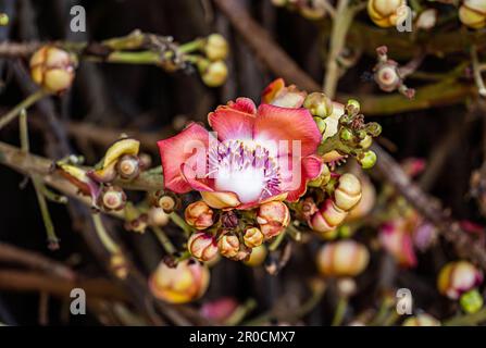 Fairchild Tropical Botanic Garden in Miami, Florida - Couroupita guianensis. Diese wurden aus Samen von Fairchild's legendärem großen Kanonenkugel-Baum gezüchtet Stockfoto