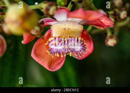 Fairchild Tropical Botanic Garden in Miami, Florida - Couroupita guianensis. Diese wurden aus Samen von Fairchild's legendärem großen Kanonenkugel-Baum gezüchtet Stockfoto
