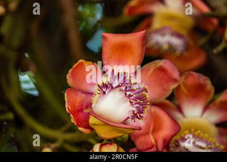Fairchild Tropical Botanic Garden in Miami, Florida - Couroupita guianensis. Diese wurden aus Samen von Fairchild's legendärem großen Kanonenkugel-Baum gezüchtet Stockfoto