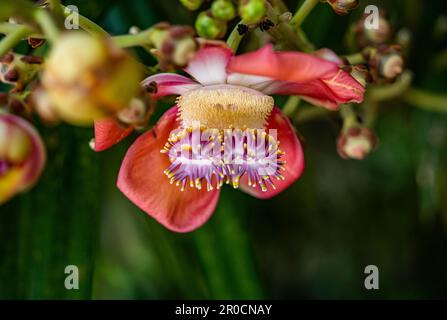 Fairchild Tropical Botanic Garden in Miami, Florida - Couroupita guianensis. Diese wurden aus Samen von Fairchild's legendärem großen Kanonenkugel-Baum gezüchtet Stockfoto