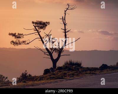 Der malerische Blick auf einen alten, toten Baum ruht bei Sonnenuntergang auf einer gewundenen Bergstraße Stockfoto