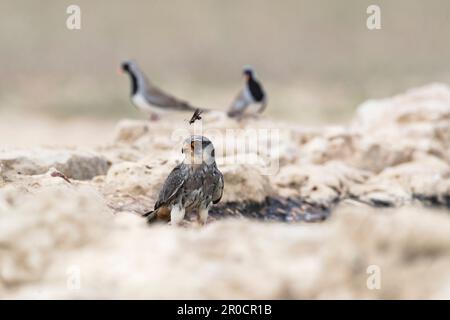 Amure falcon (Falco amurensis) female, Kglagadi transborder Park, Nordkap, Südafrika Stockfoto