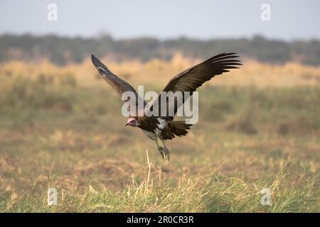 Geier mit Kapuze (Necrosyrtes monachus), Chobe-Nationalpark, Botsuana Stockfoto