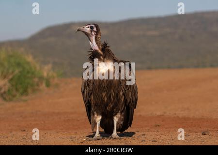 Kapuzengeier (Necrosyrtes monachus), Zimanga Wildreservat, KwaZulu-Natal, Südafrika Stockfoto