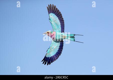 Lilafarbene Walze (Coracias caudatus) im Flug, Zimanga Wildreservat, KwaZulu-Natal., Südafrika Stockfoto