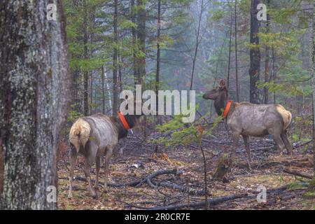 Zwei eingeschlossene Kühe im Chequamegon National Forest in Clam Lake, Wisconsin. Stockfoto