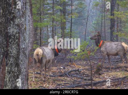 Zwei eingeschlossene Kühe im Chequamegon National Forest in Clam Lake, Wisconsin. Stockfoto