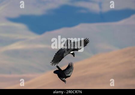 Weißhalsraven (Corvus albicollis), Wildreservat Giant's Castle, KwaZulu-Natal, Südafrika Stockfoto