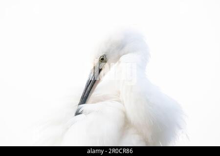 Großreiher (Ardea alba) Preening, Zimanga Wildreservat, KwaZulu Natal, Südafrika Stockfoto