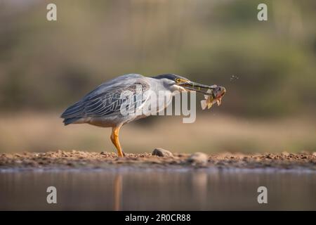 Streifenreiher (Butorides striata) mit Fischen, Wildreservat Zimanga, KwaZulu-Natal, Südafrika Stockfoto