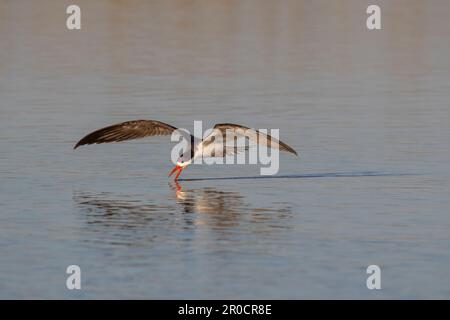 Afrikanischer Skimmer (Rynchops flavirostris) Skimming, Chobe-Nationalpark, Botsuana Stockfoto