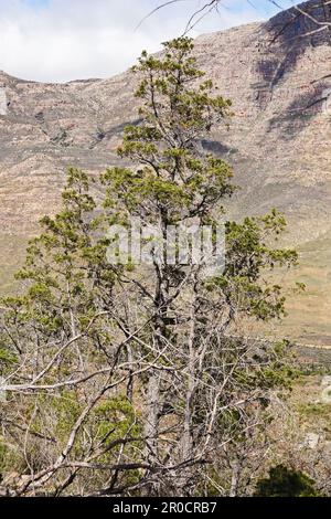 Die Clanwillianische Cedar Widdringtonia cadarbergensis im Cederberg-Gebirge 12678 Stockfoto