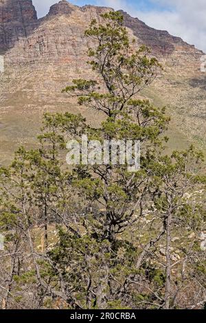 Die Clanwillianische Zeder (Widdringtonia cadarbergensis) im Cederberger Gebirge 12680 Stockfoto