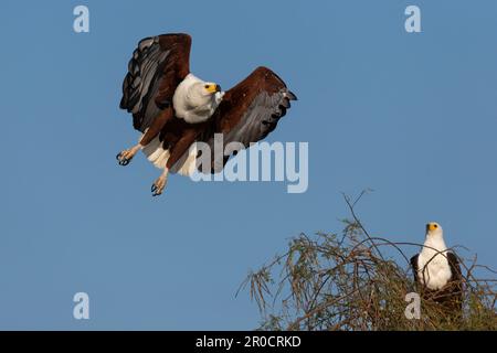 Afrikanische Fischadler (Haliaeetus vocifer), Chobe-Nationalpark, Botsuana Stockfoto