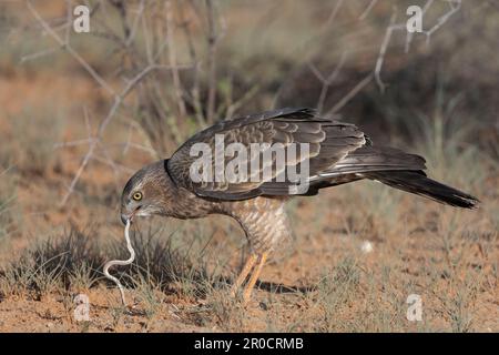 Juvenile blasse Goshawk (Melierax canorus) essen junge Puffadder, Kgalagadi transfrontier Park, Nordkap, Südafrika Stockfoto