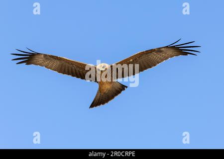 Schwarzer Drachen (Milvus migrans), Kgalagadi-Grenzpark, Nordkap, Südafrika Stockfoto