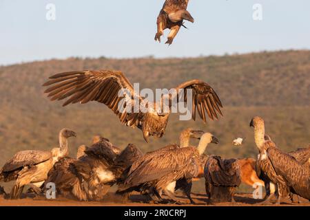 Fütterung von Wildgeiern (Zigeuner africanus), Wildreservat Zimanga, KwaZulu-Natal, Südafrika Stockfoto