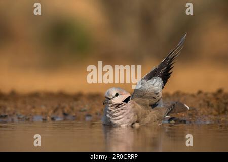 Baden von Kapschildkrötentauben (Streptopelia capicola), Zimanga Wildreservat. KwaZulu-Natal, Südafrika Stockfoto