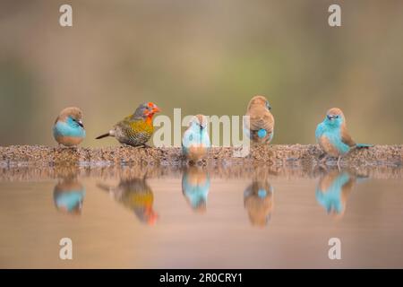 Grünflügelpytilien (Pytilia melba) und Blauwachsschwalben (Uraeginthus angolensis), Wildreservat Zimanga. KwaZulu-Natal, Südafrika Stockfoto