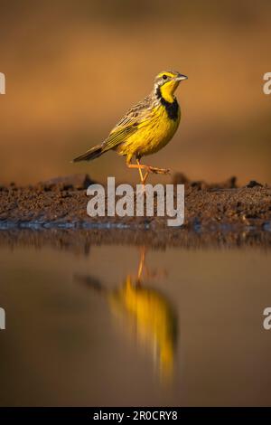 Gelbkauz (Macronyx croceus), Wildreservat Zimanga, KwaZulu-Natal, Südafrika Stockfoto