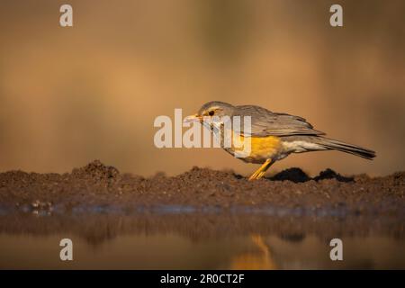 Kurrichane Soor (Turdus libonyana), Wildreservat Zimanga. KwaZulu-Natal, Südafrika Stockfoto