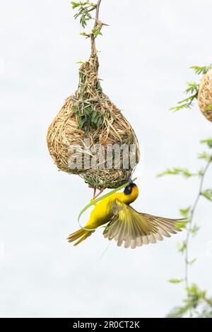 Südliche Maskenweber (Ploceus velatus), Kruger-Nationalpark, Südafrika Stockfoto