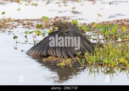 Schwarzreiher (Egretta ardesiaca) Baldachin Fütterung, Amboseli Nationalpark, Kenia Stockfoto