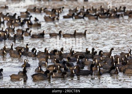 Rothäute (Fulica cristata), Amboseli-Nationalpark, Kenia Stockfoto