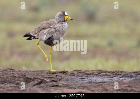 Afrikanischer Wattelsturz (Vanellus senegallus), Kruger-Nationalpark, Südafrika Stockfoto