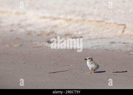 Afrikanisches Skimmer-Küken (Rynchops flavirostris), Chobe-Nationalpark, Botsuana Stockfoto