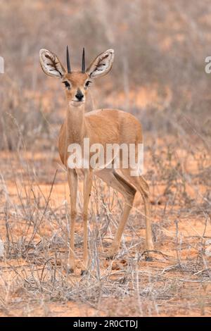 Steenbok männlich (Raphicerus campestris), Kgalagadi grenzüberschreitender Park, Nordkap, Südafrika Stockfoto