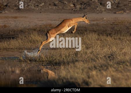 Impala (Aepyceros melampus) Springing, Chobe-Nationalpark, Botsuana Stockfoto