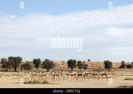 Springbok (Antidorcas marsupialis), Kgalagadi transfrontier Park, Nordkap, Südafrika Stockfoto