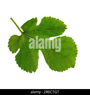 Frisches grünes Maulbeerblatt isoliert auf weißem Hintergrund. Stockfoto