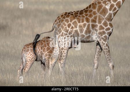 Giraffe (Giraffa camelopardalis) Kalb, Kgalagadi-Grenzpark, Nordkap, Südafrika Stockfoto