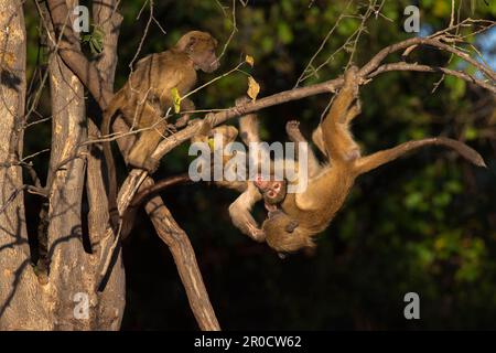 Chacma-Paviane (Papio ursinus) spielen, Chobe-Nationalpark, Botsuana Stockfoto