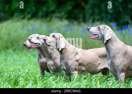Weimaraner, die ursprünglich Hunde aus Deutschland jagen, auf dem Land, Somerset, Großbritannien. Stockfoto