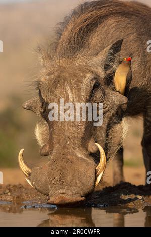 Warthog (Phacochoerus africanus) mit Rotschnabelochse, Zimanga Wildreservat, KwaZulu-Natal, Südafrika Stockfoto