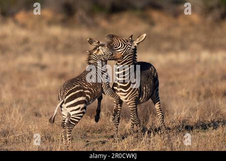 Cape Mountain Zebra (Equus Zebra Zebra) Fohlen mit Mutter, Mountain Zebra National Park, Südafrika Stockfoto