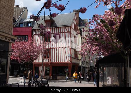 Rouen, Frankreich, Altstadt Fußgängerzone mit rotem Fachwerkhaus und rosa Kirschblüten. Stockfoto