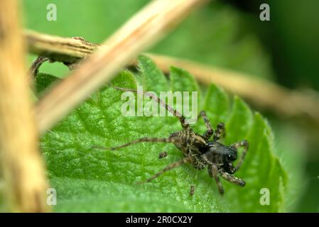 Wolfsspinne (Pardosa cf. Hortensis) auf einem Blatt, lauernd nach Beute, Spinnen, Makrofotografie, Natur, Artenvielfalt, Wildtiere Stockfoto